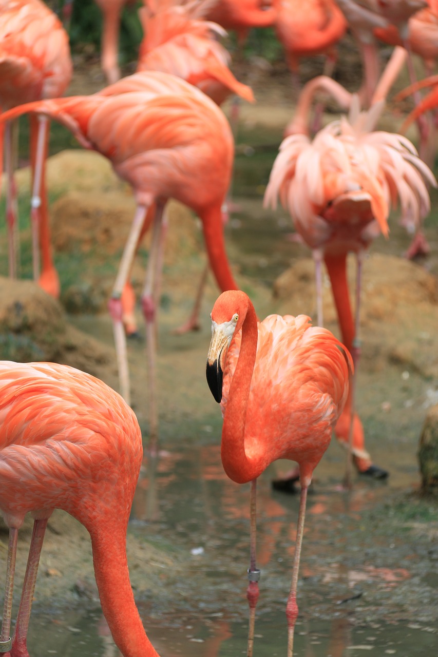 flamingo birds fly free photo