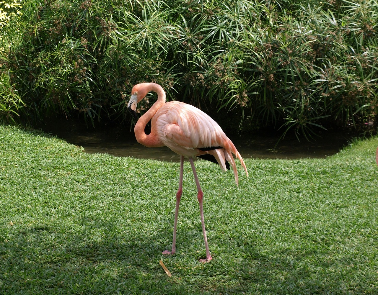 flamingo nature bird free photo