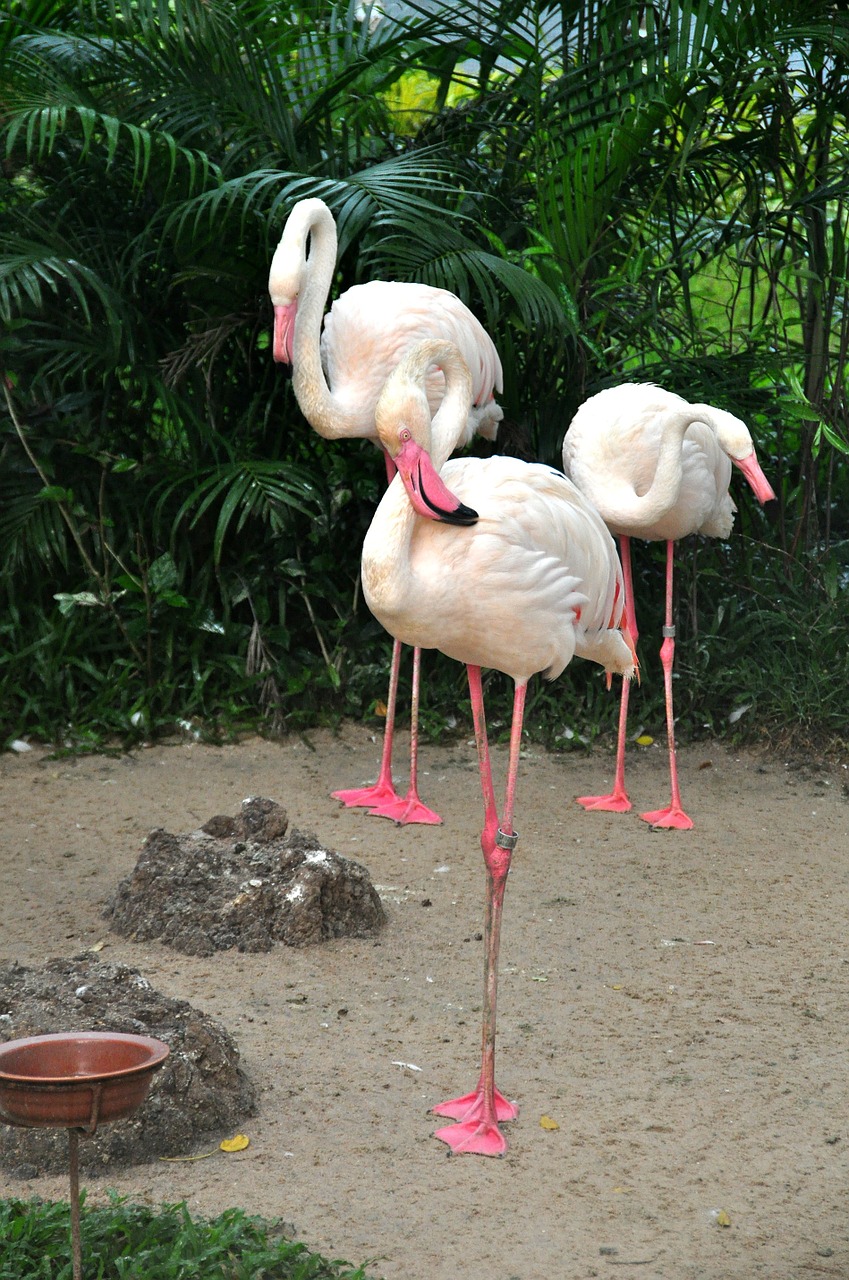 flamingo pink flamingo birds free photo