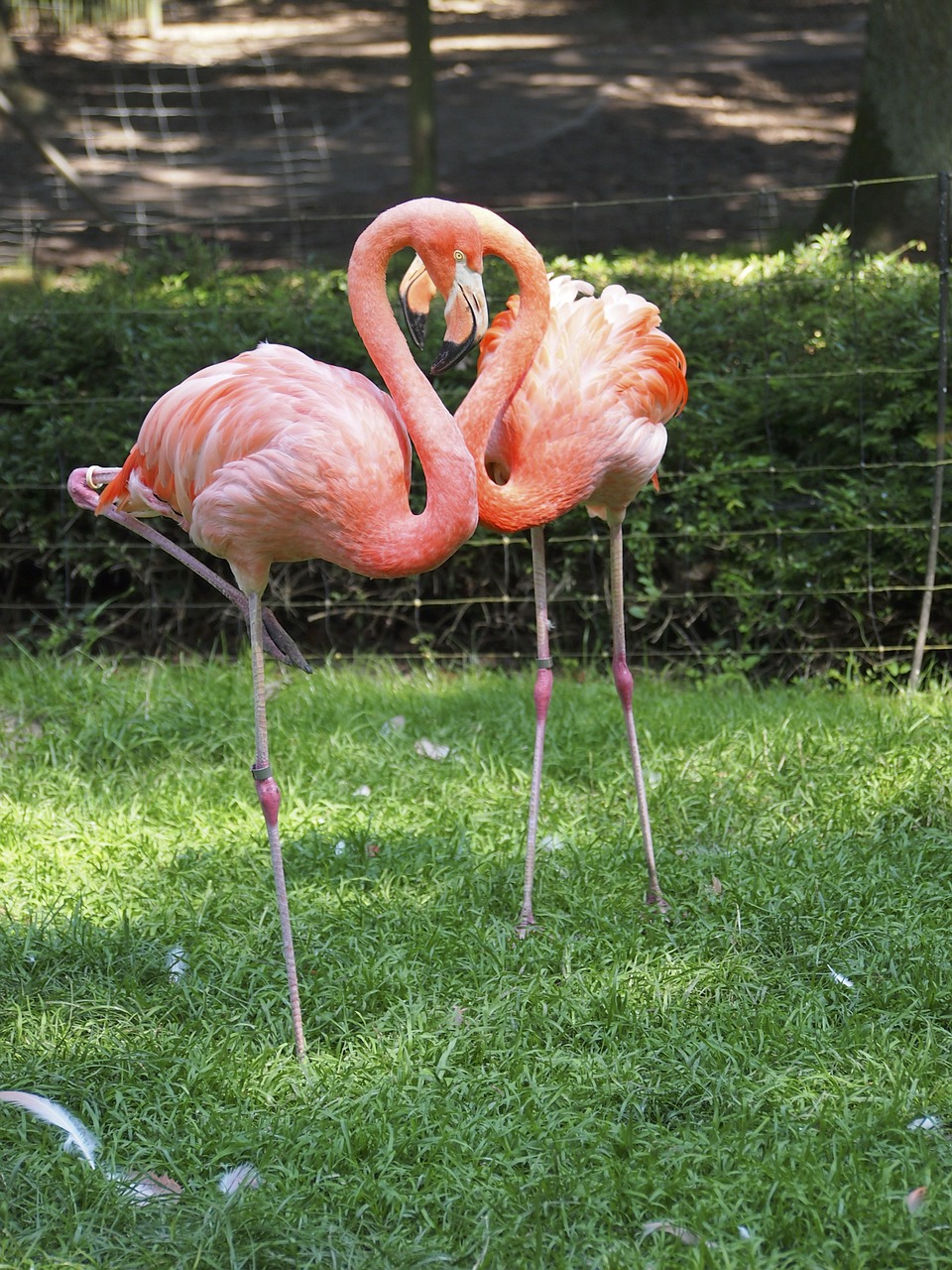 flamingo bird pink free photo