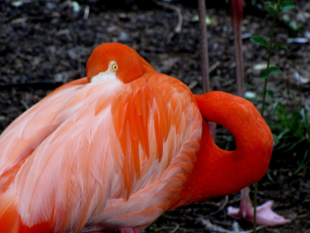 flamingo bird animal free photo