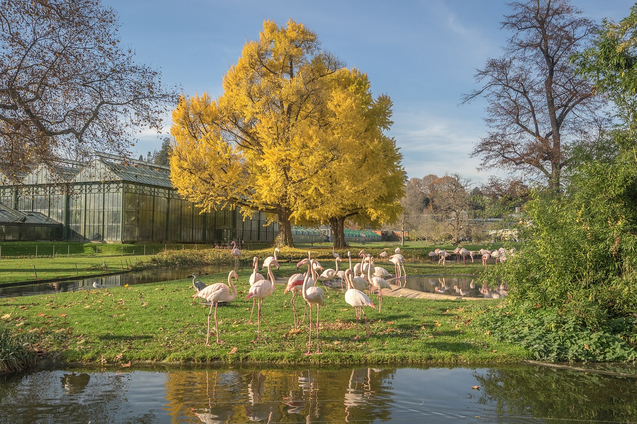 flamingo animals birds free photo