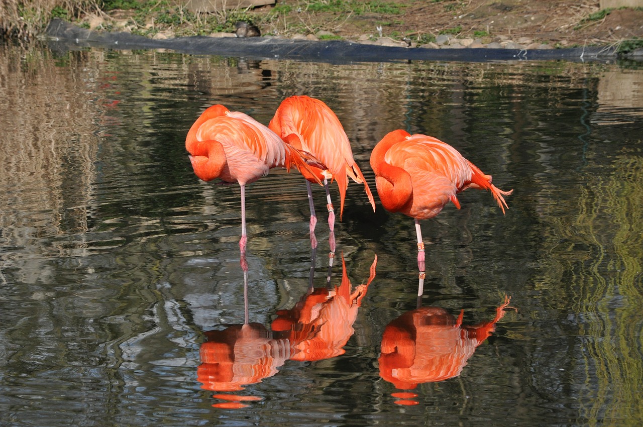 flamingo bird animal free photo