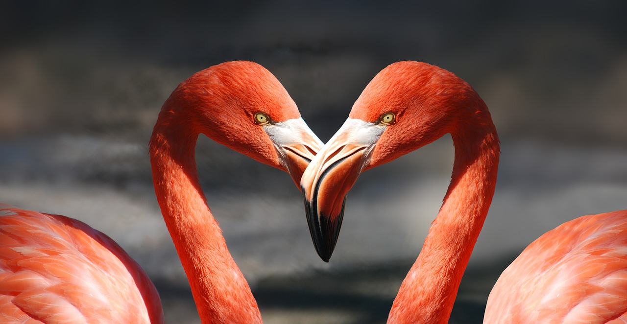 flamingo valentine heart free photo