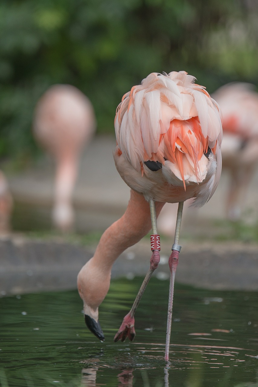 flamingo animal pink free photo