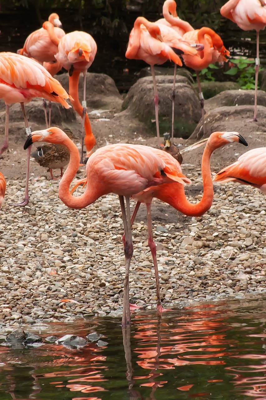 flamingo pride bird free photo