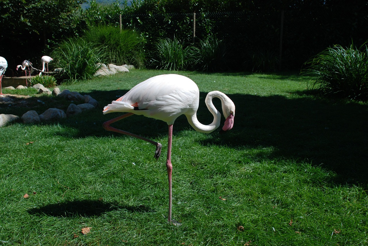 flamingo birds pink free photo