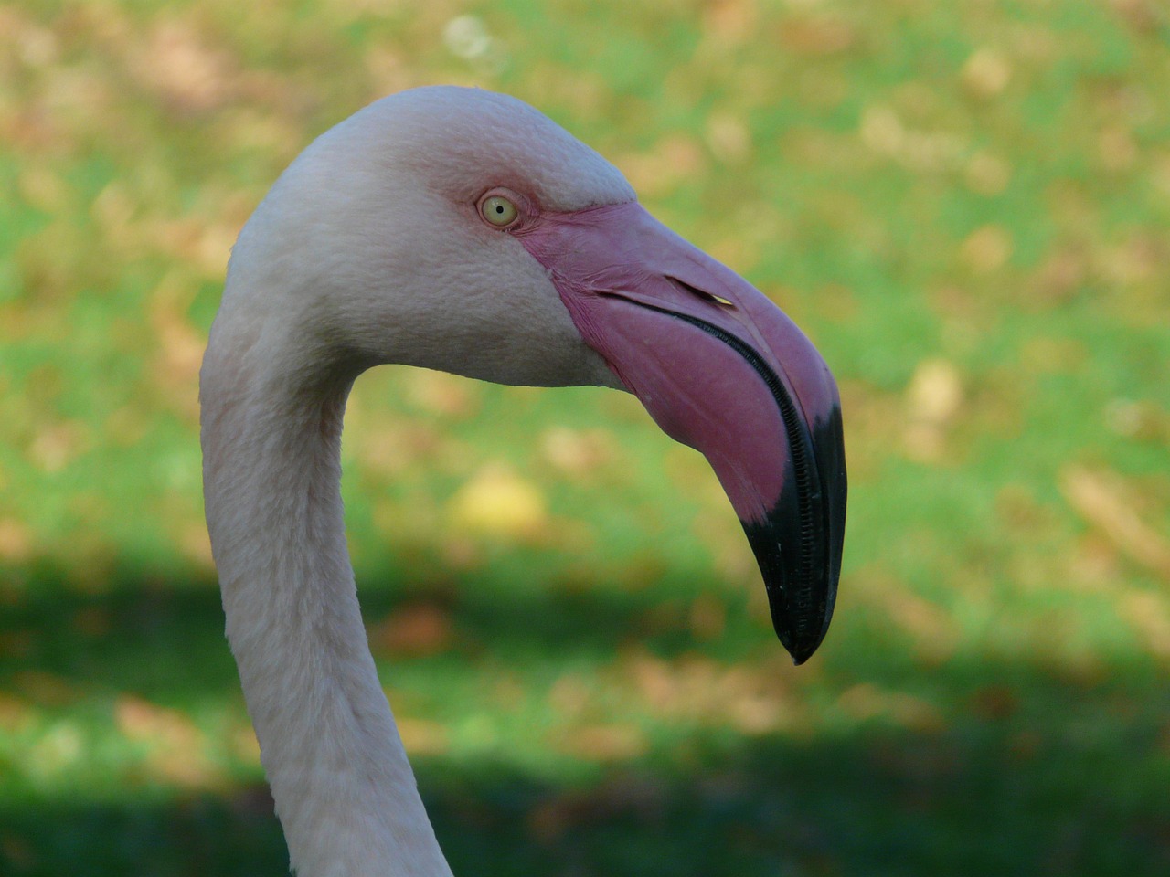 flamingo bill drainage bill free photo