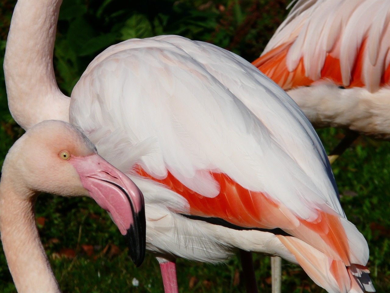 flamingo plumage white free photo