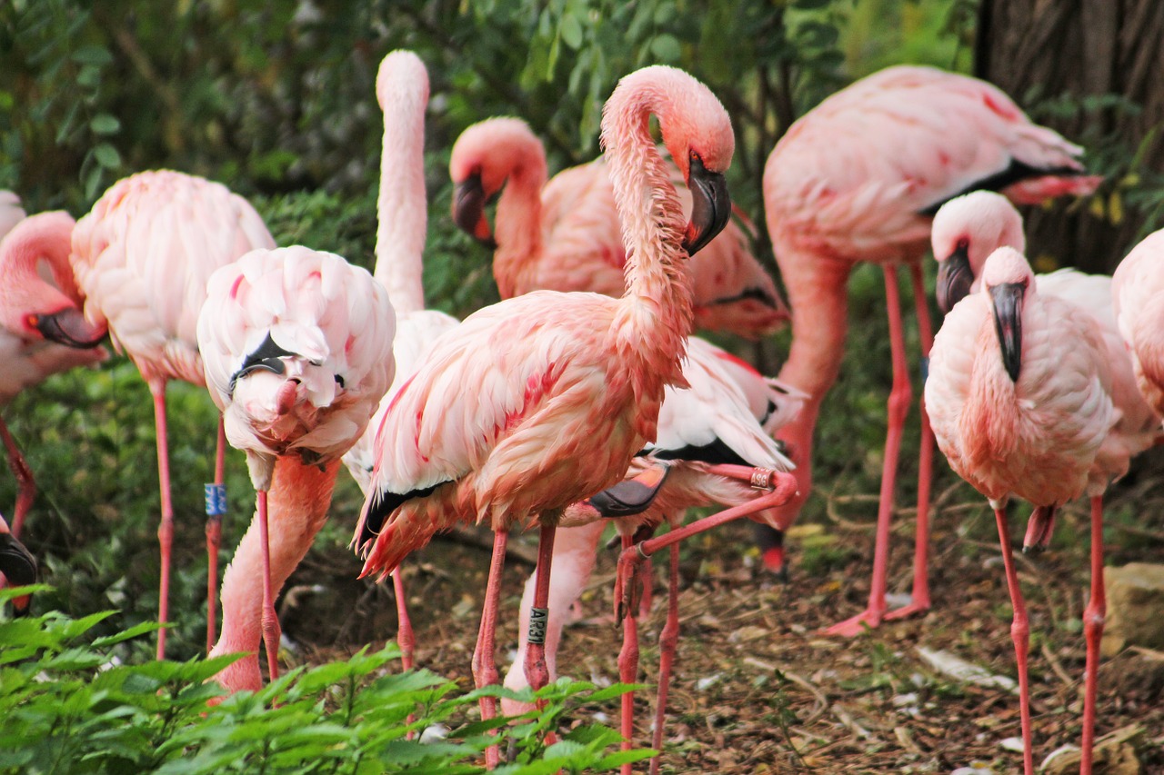flamingo pink birds free photo