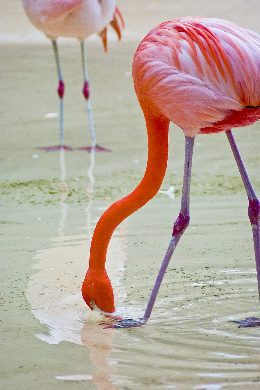 flamingo zoo new free photo