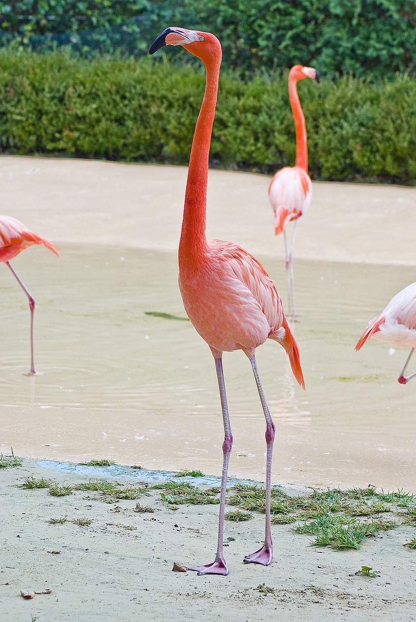 flamingo zoo park free photo