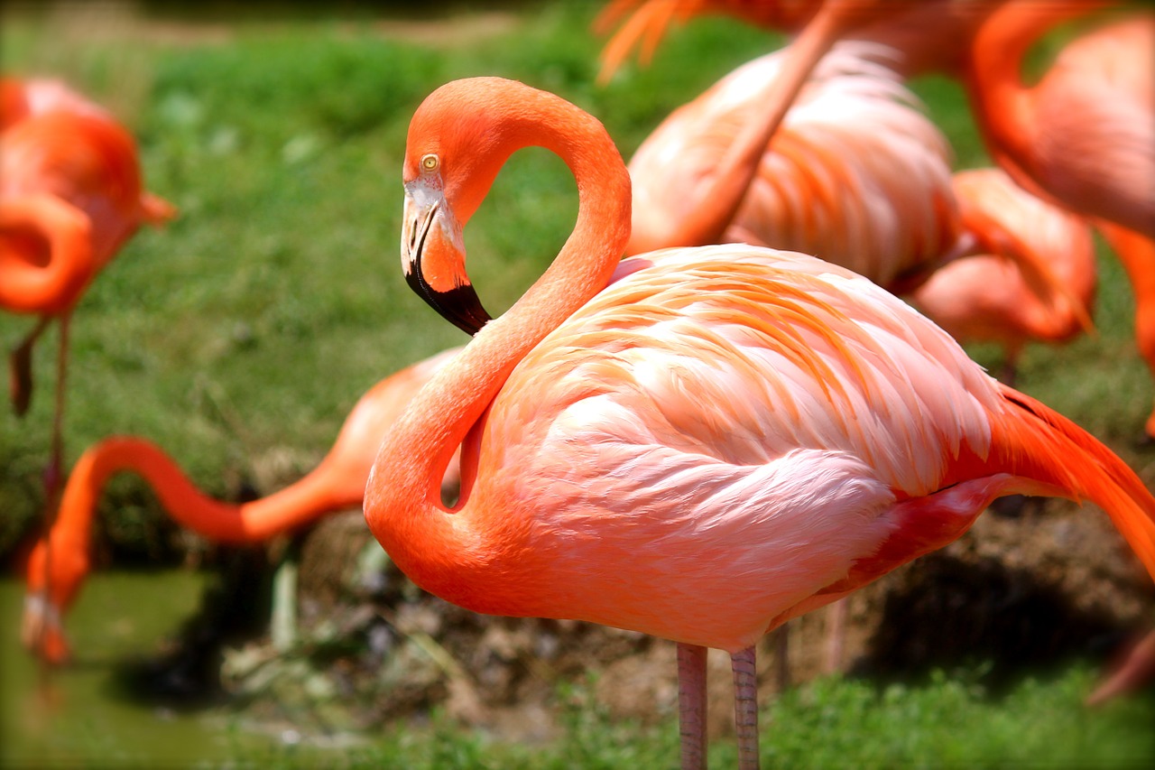 flamingo bird pink free photo