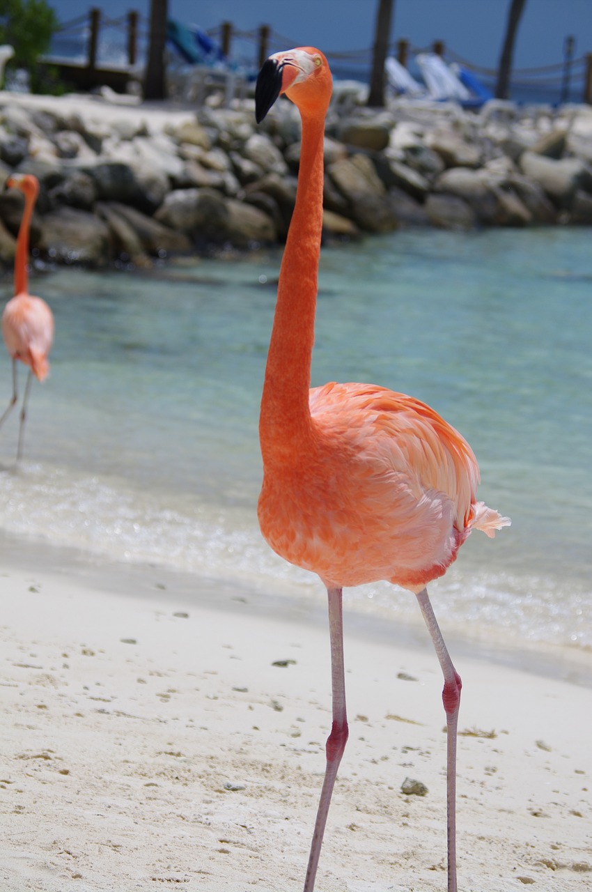flamingo beach summer free photo