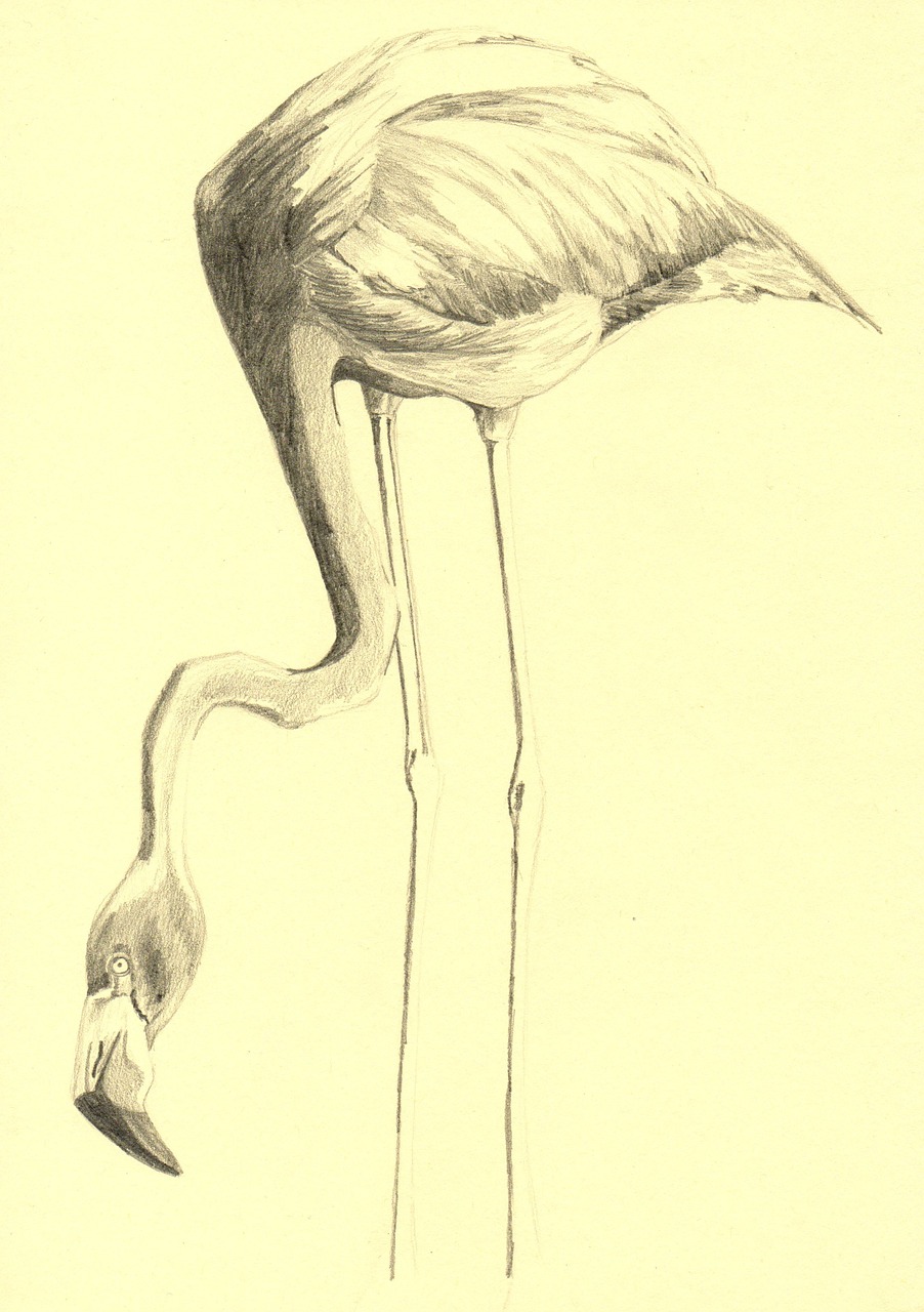 How to Draw a Flamingo Head