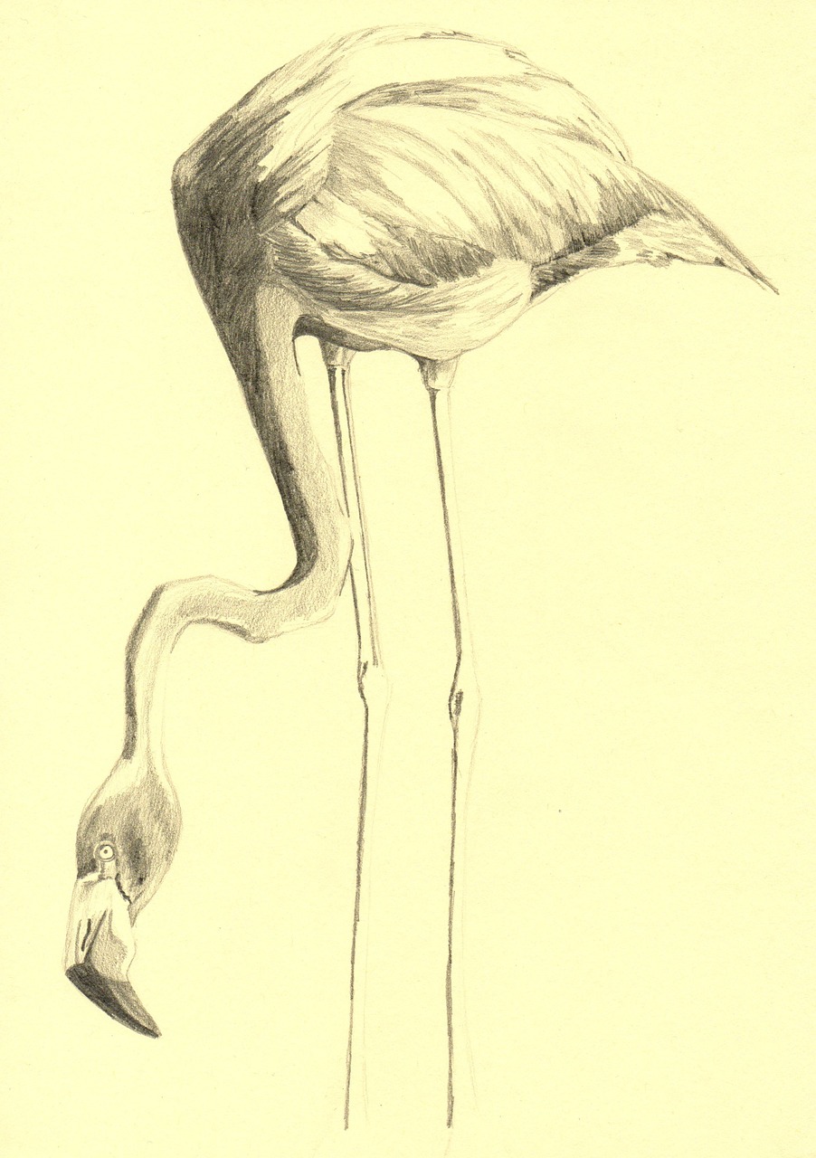 flamingo bird drawing free photo