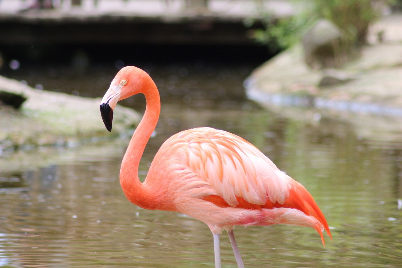 flamingo animal pink free photo