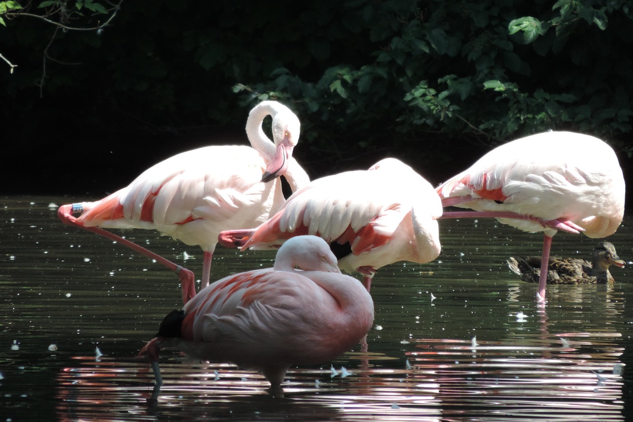 flamingo birds zoo augsburg free photo