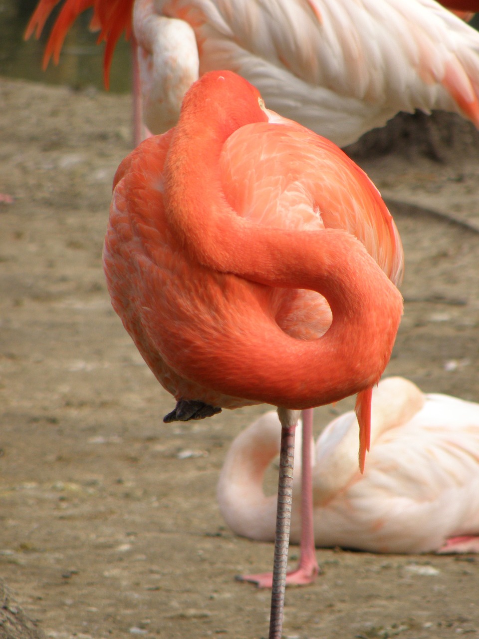 flamingo neck the vertebrae free photo