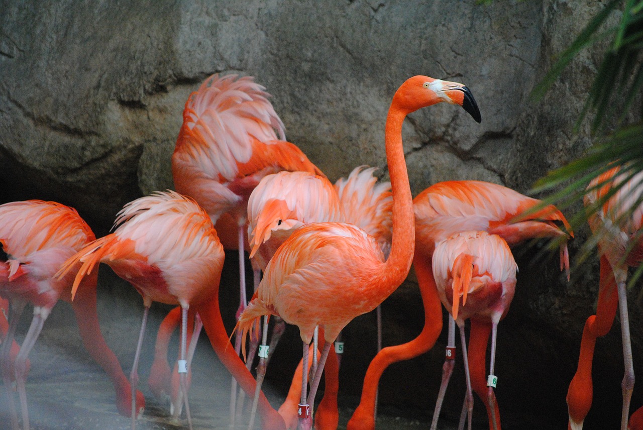 flamingo pink bird free photo