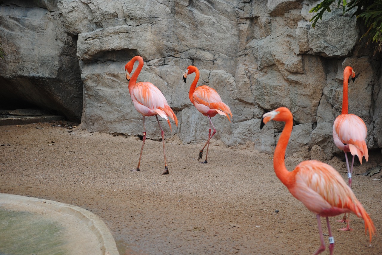 flamingo pink bird free photo