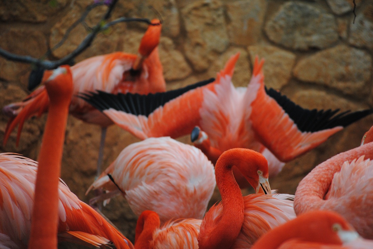 flamingo pink bird free photo