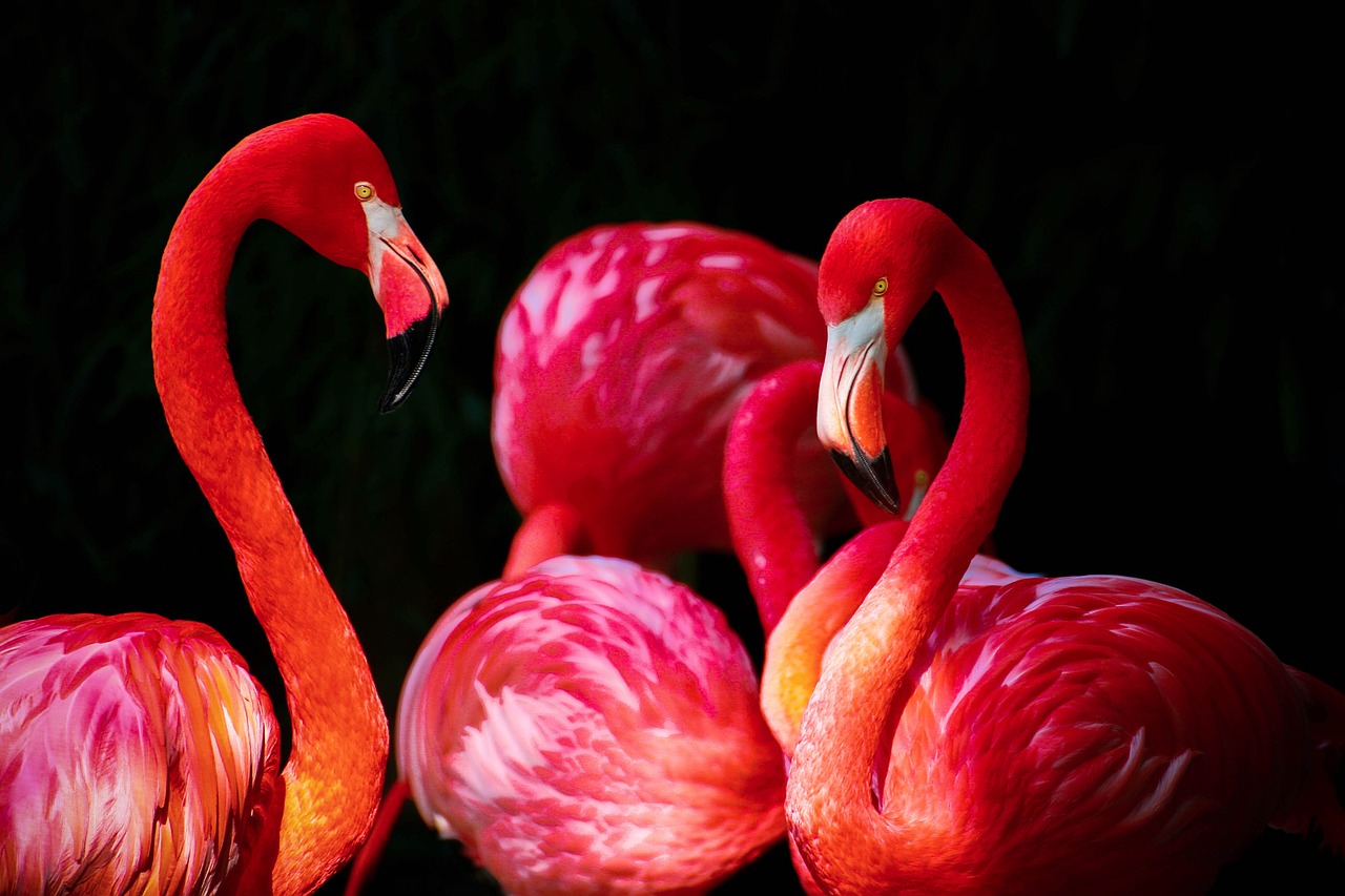 flamingo phoenicopterus flamingos free photo