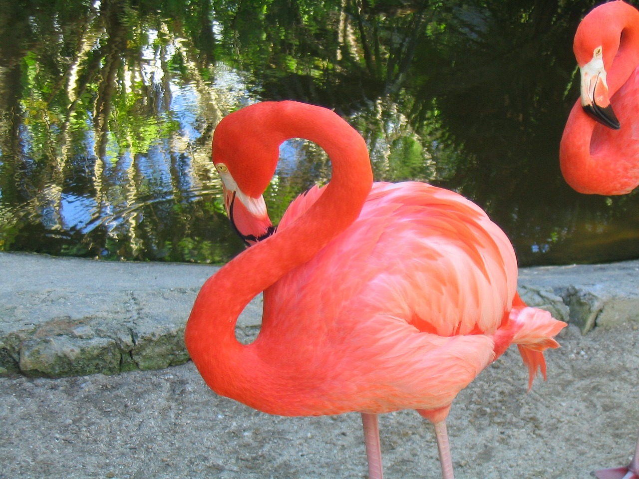 flamingo bird tropical free photo