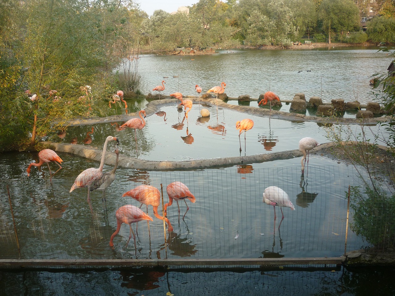 flamingo zoo pond free photo