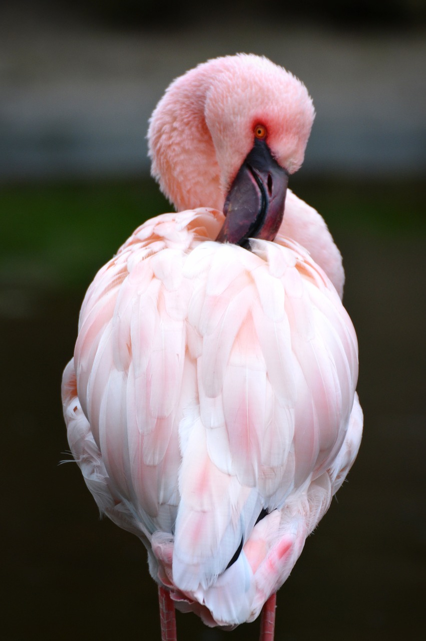 flamingo pink animal free photo