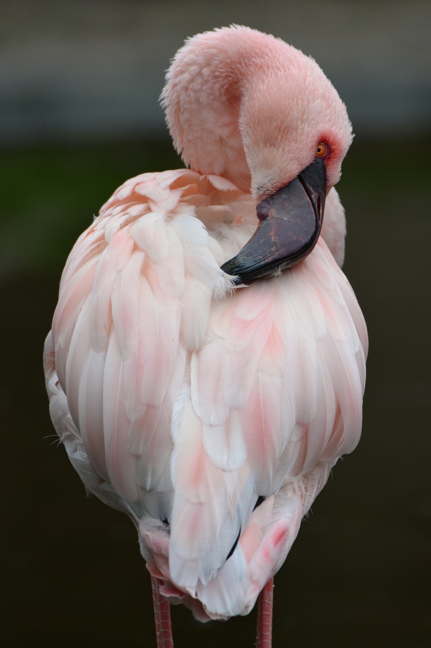 flamingo pink animal free photo