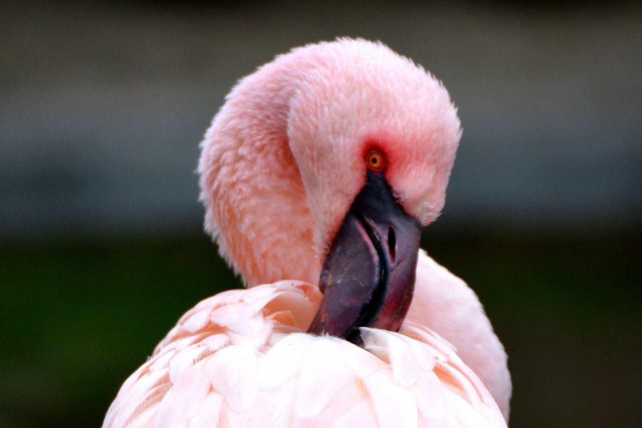 flamingo pink animal free photo