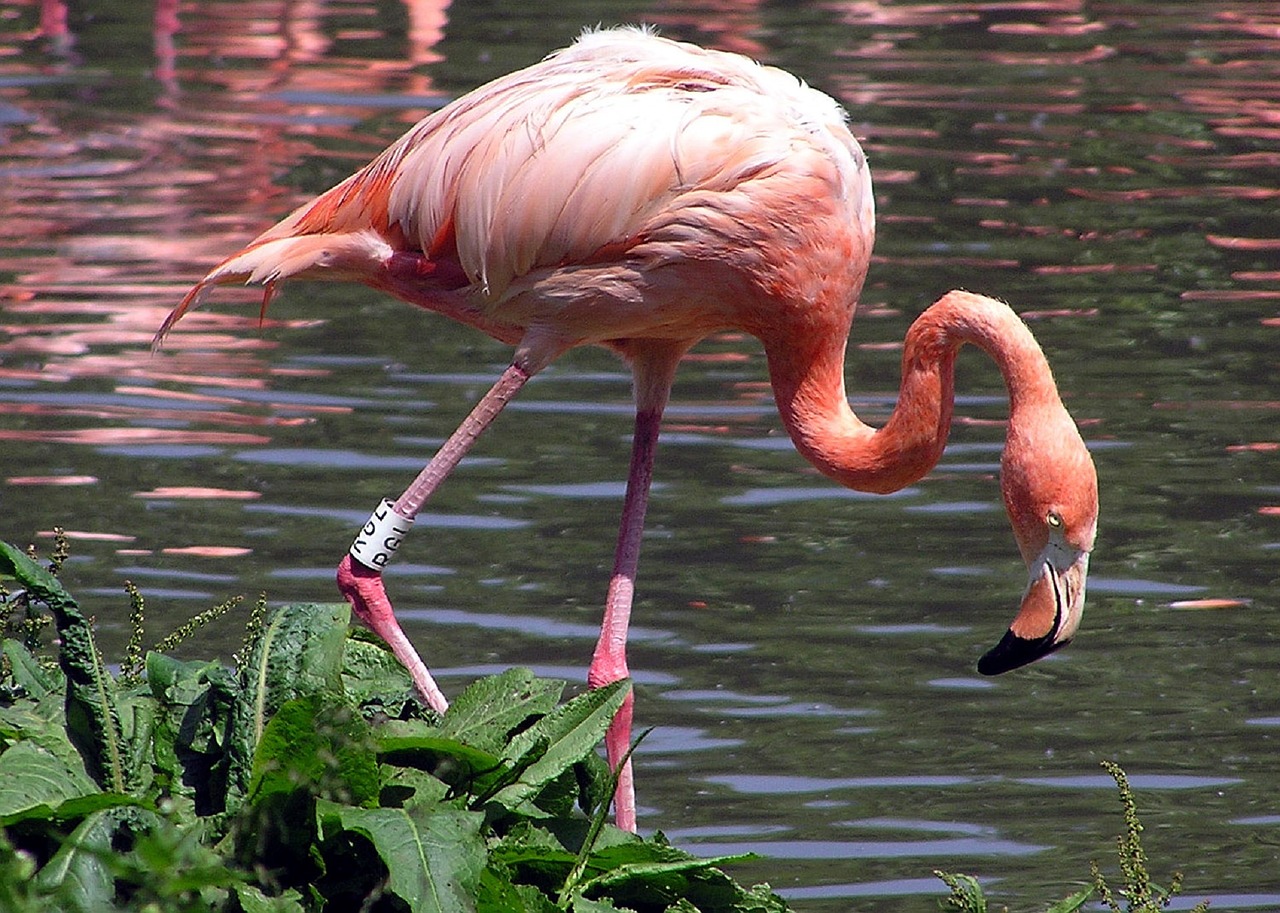 flamingo bird waterfowl free photo