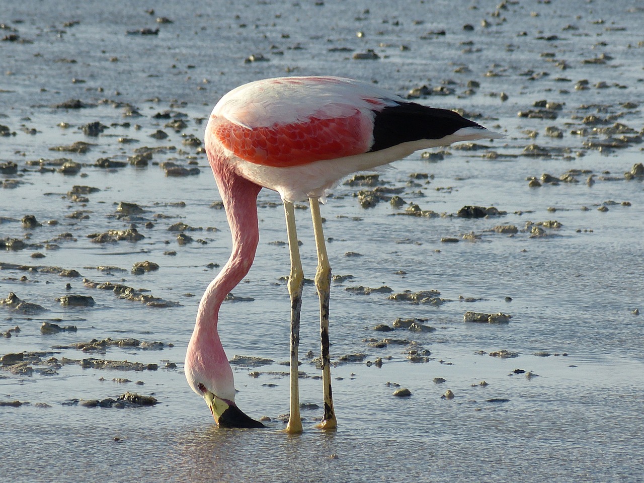 flamingo chile south america free photo