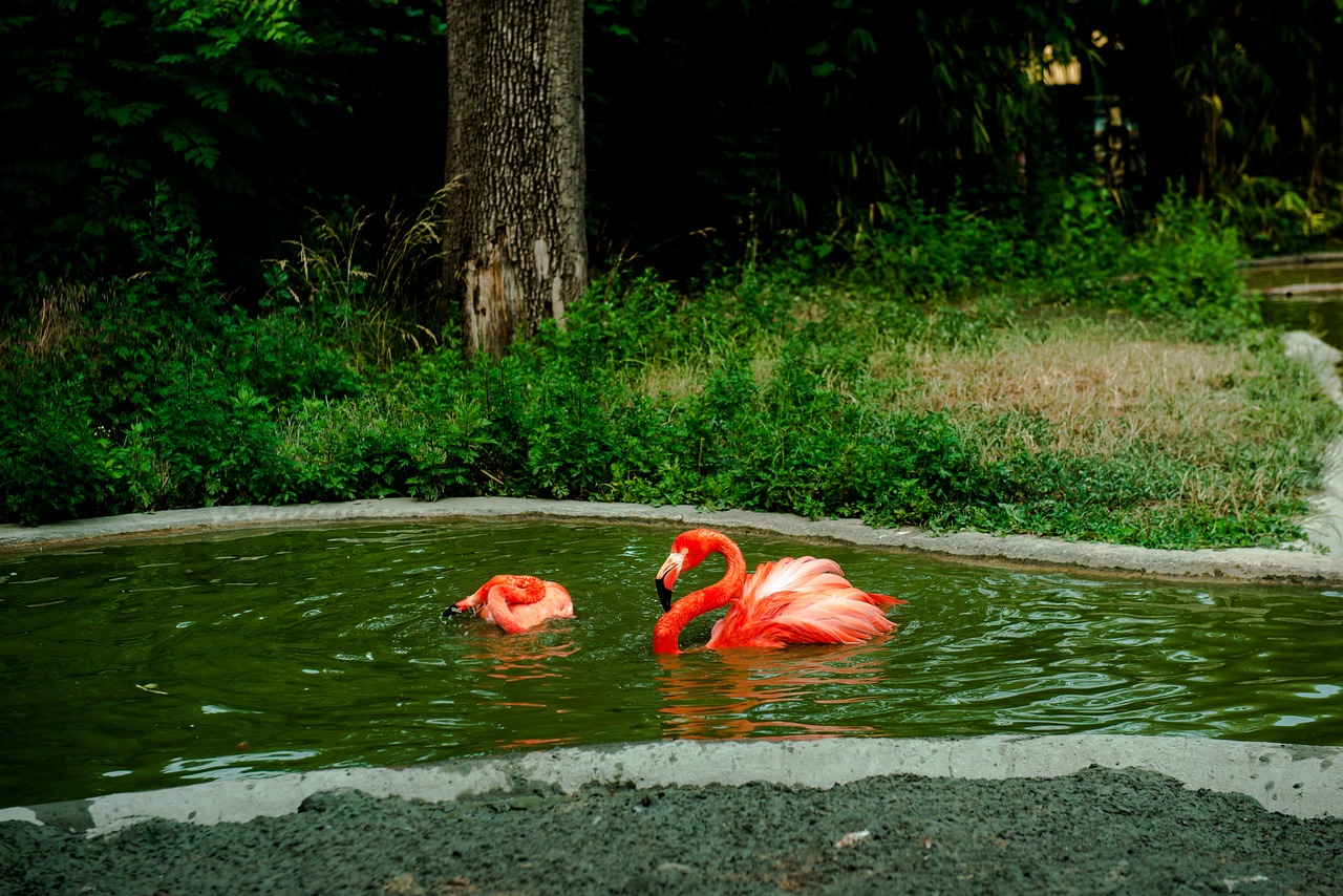 flamingo orange water free photo