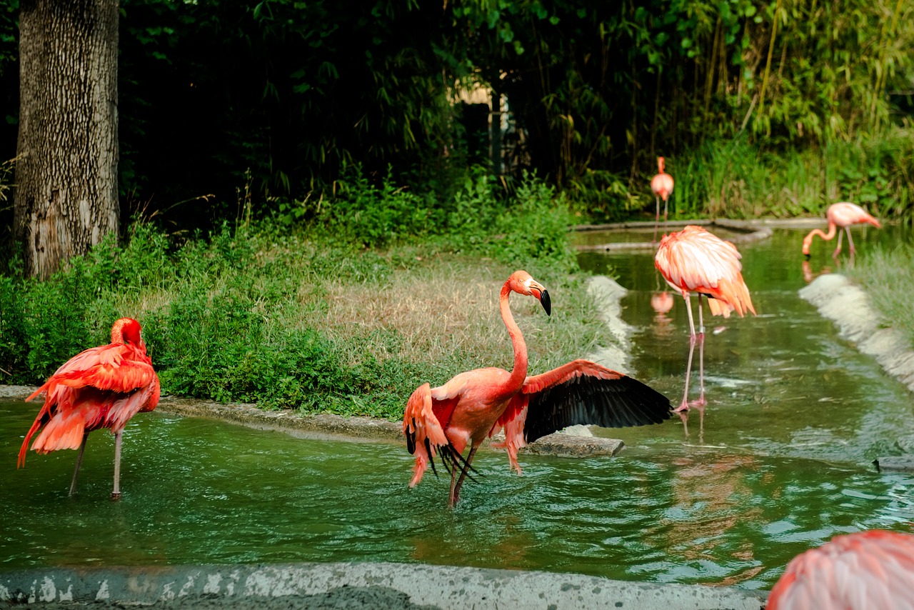 flamingo orange water free photo