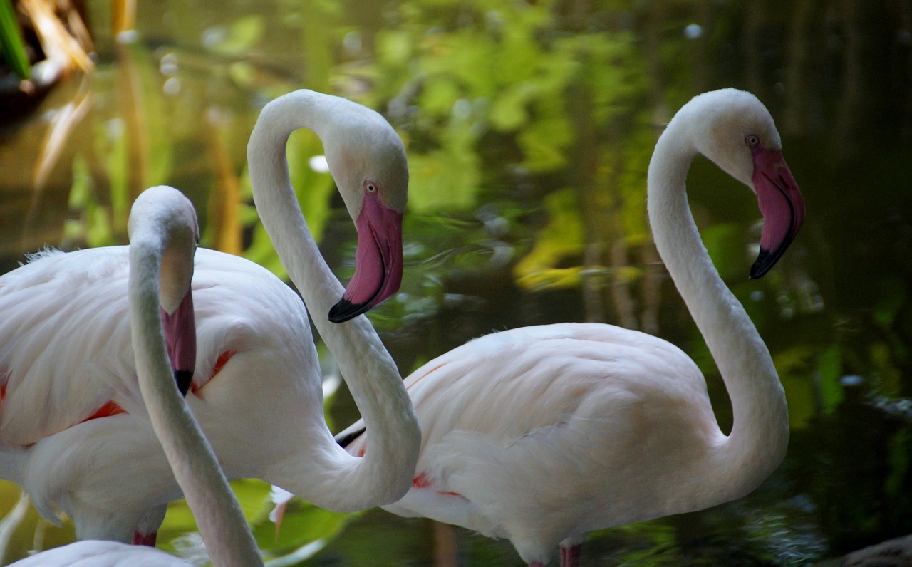 flamingo flamingos water bird free photo