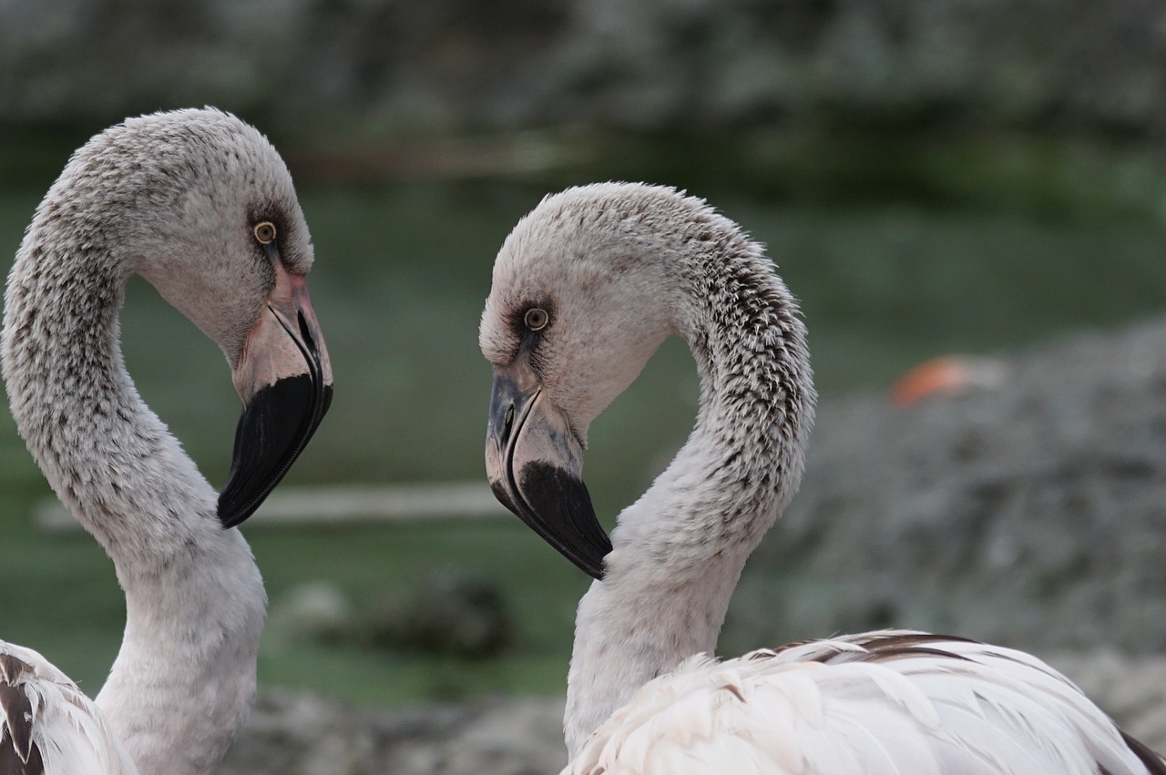 flamingo young play free photo