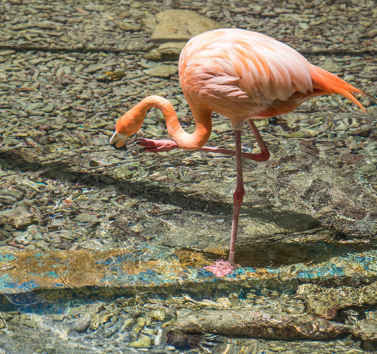flamingo one leg pink free photo