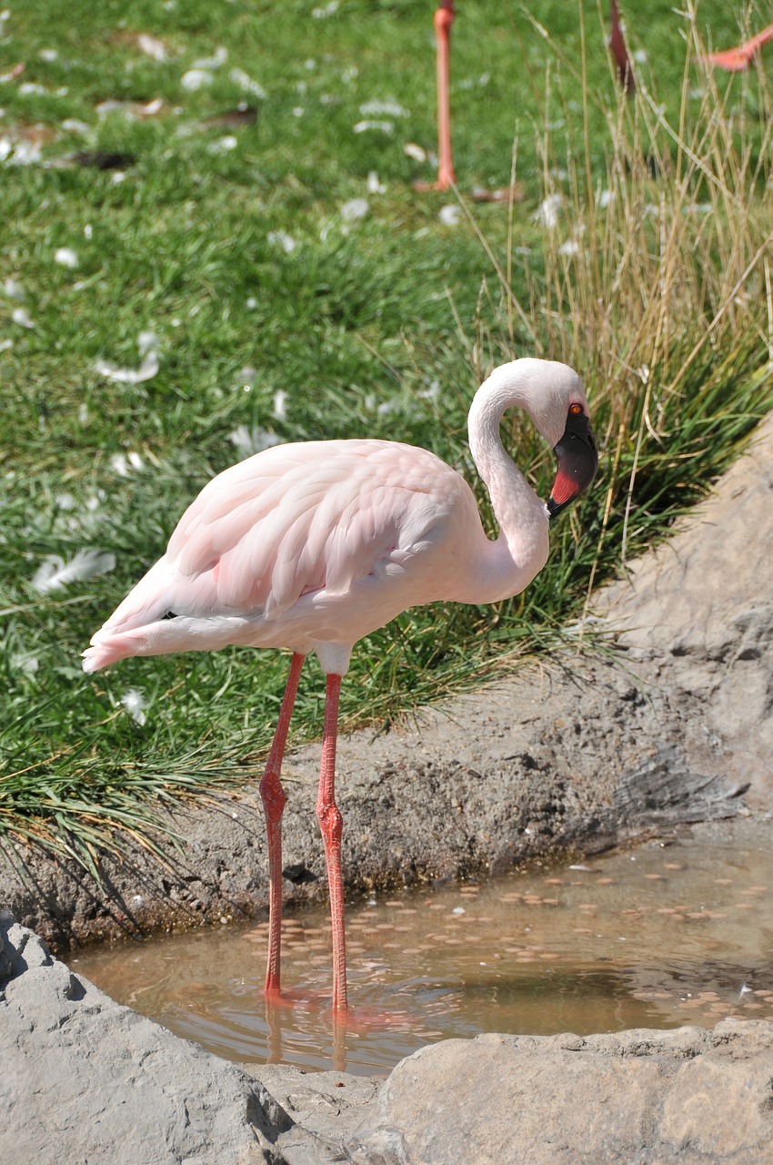 flamingo bird lesser free photo