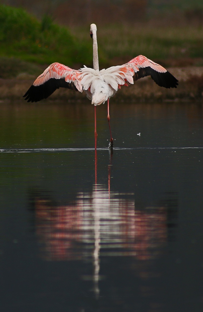 flamingo izmir bird free photo