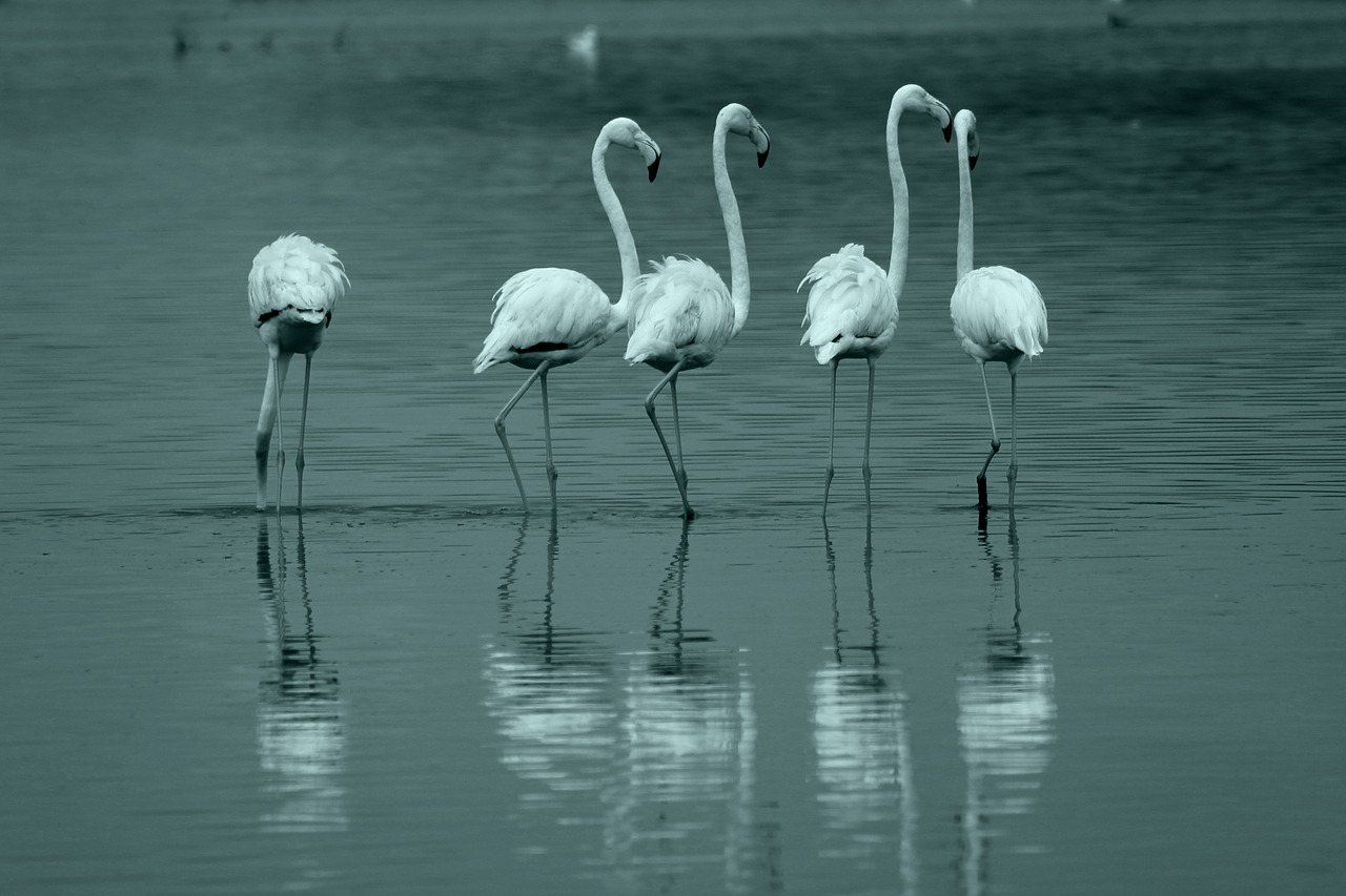 flamingo bird lake free photo