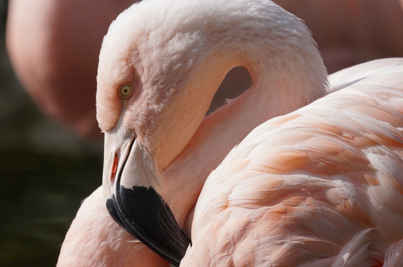 flamingo bird close free photo