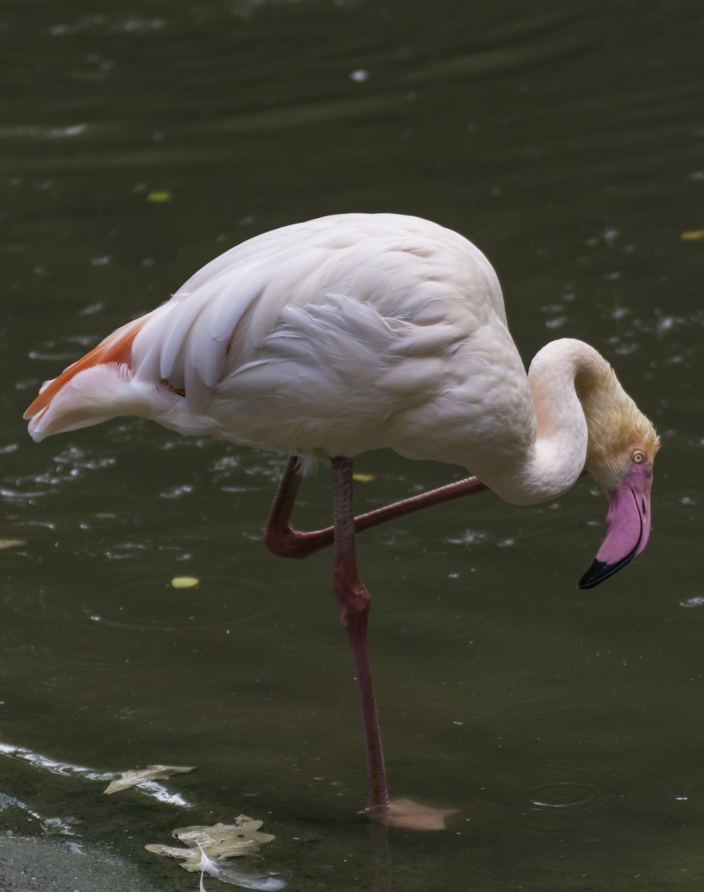 flamingo bird pink free photo