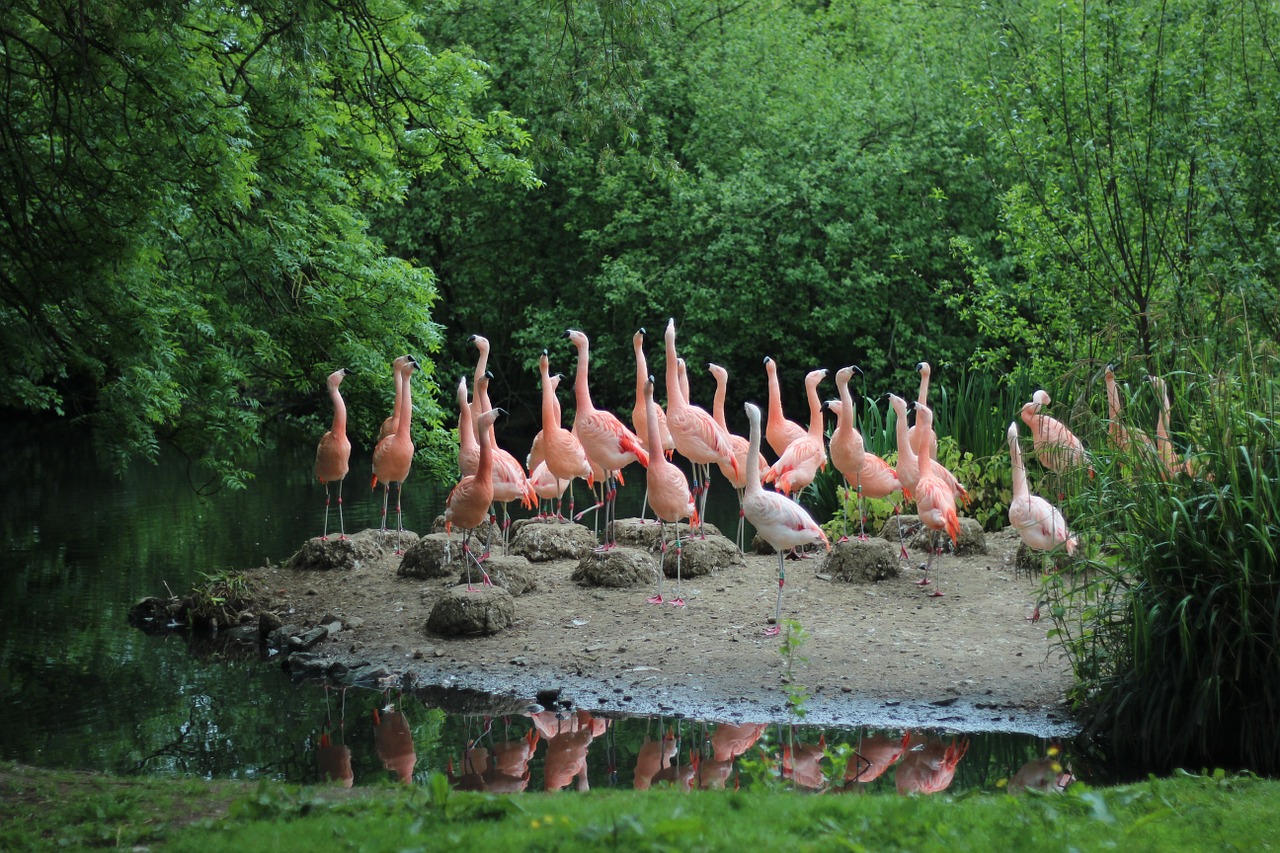 flamingo bird pink free photo