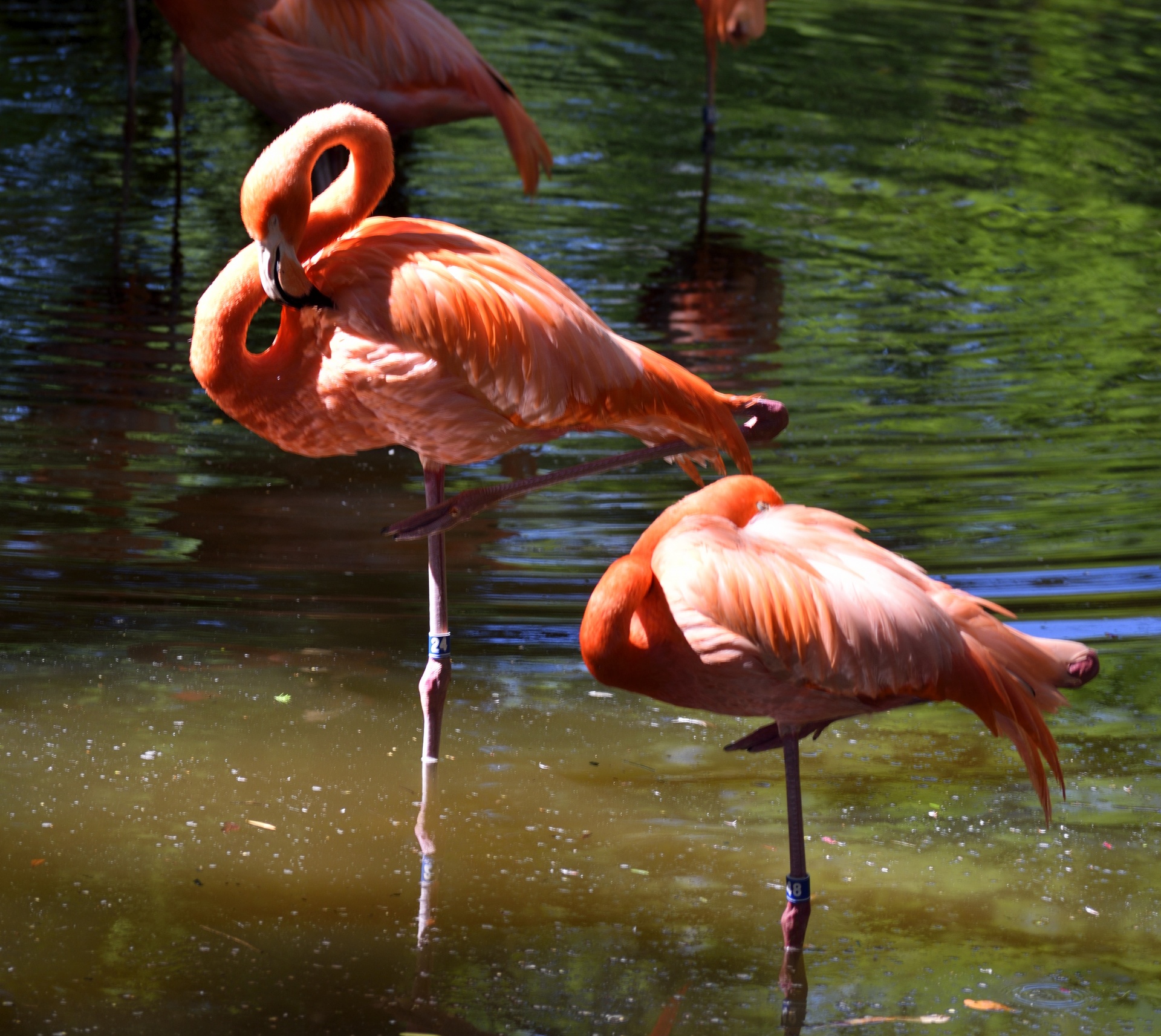 flamingos bird tropical free photo