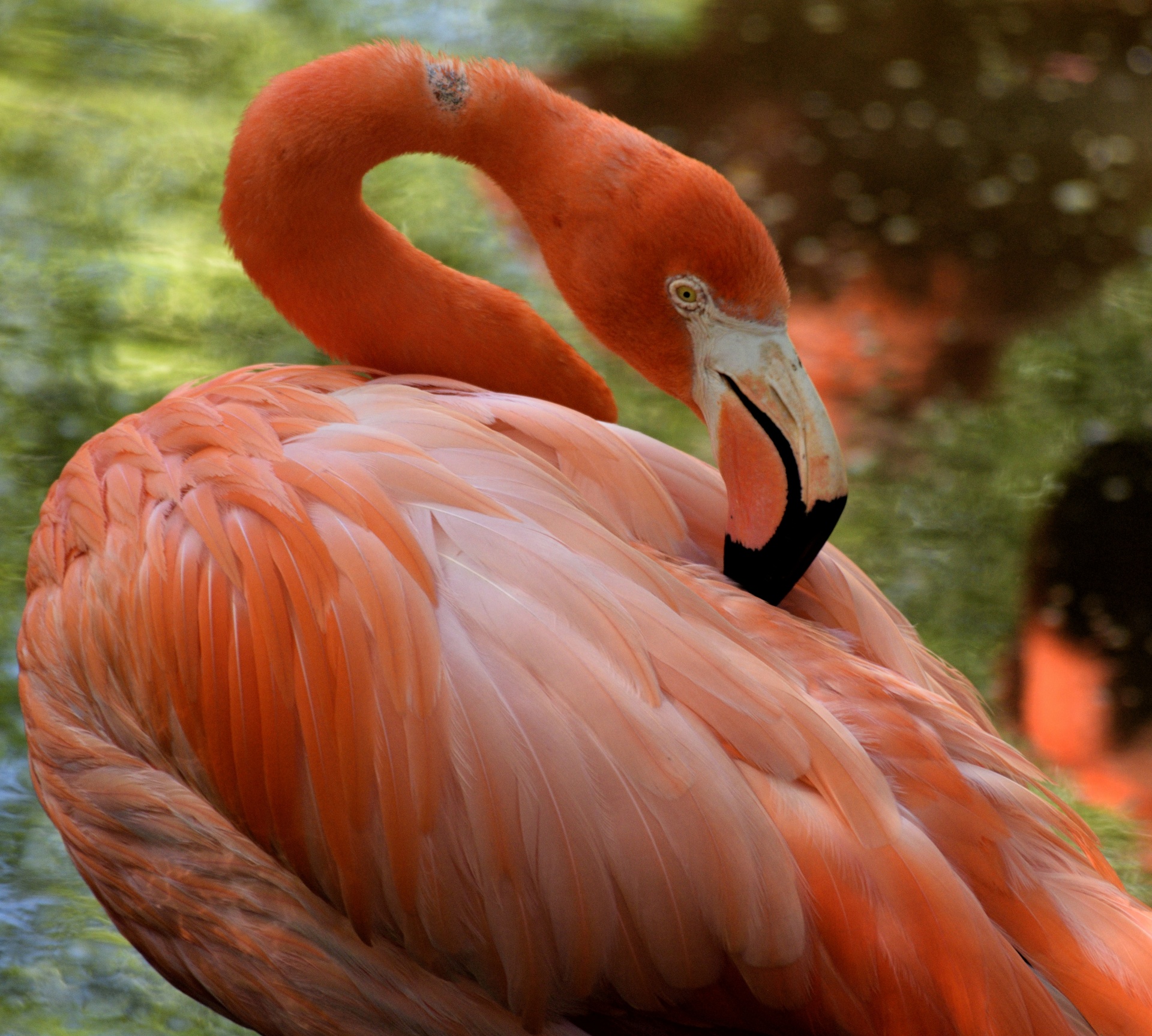 flamingos bird tropical free photo