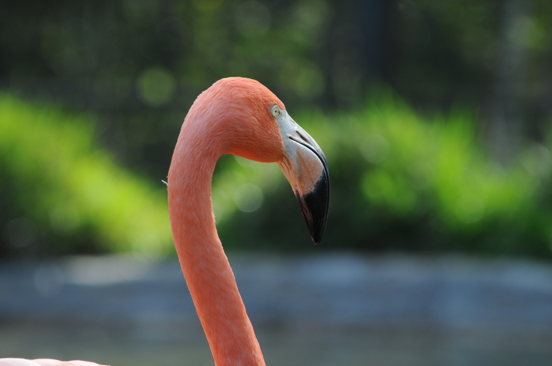 bird flamingo zoo free photo