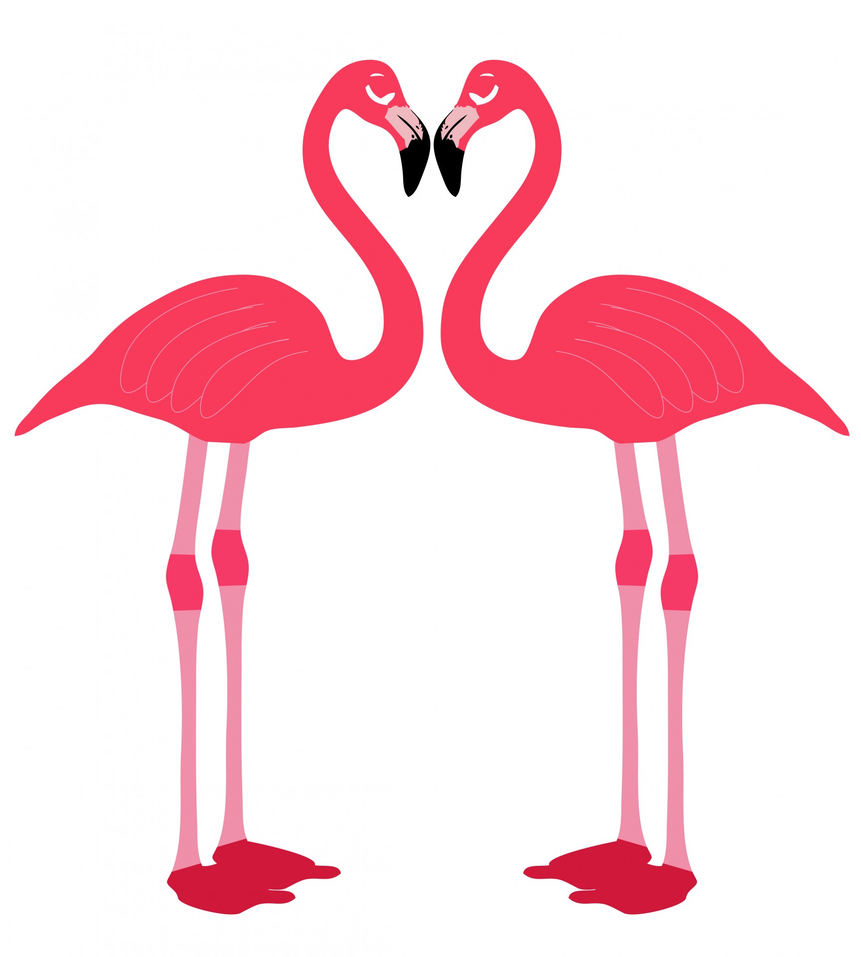 flamingo flamingos pink free photo