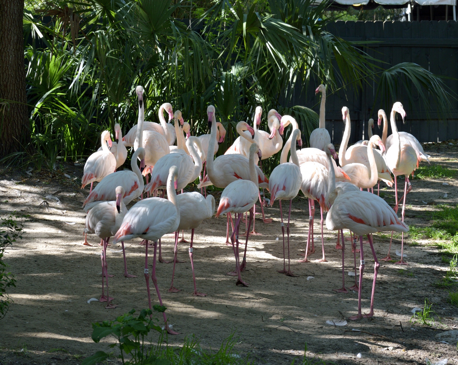 flamingos bird tropical free photo